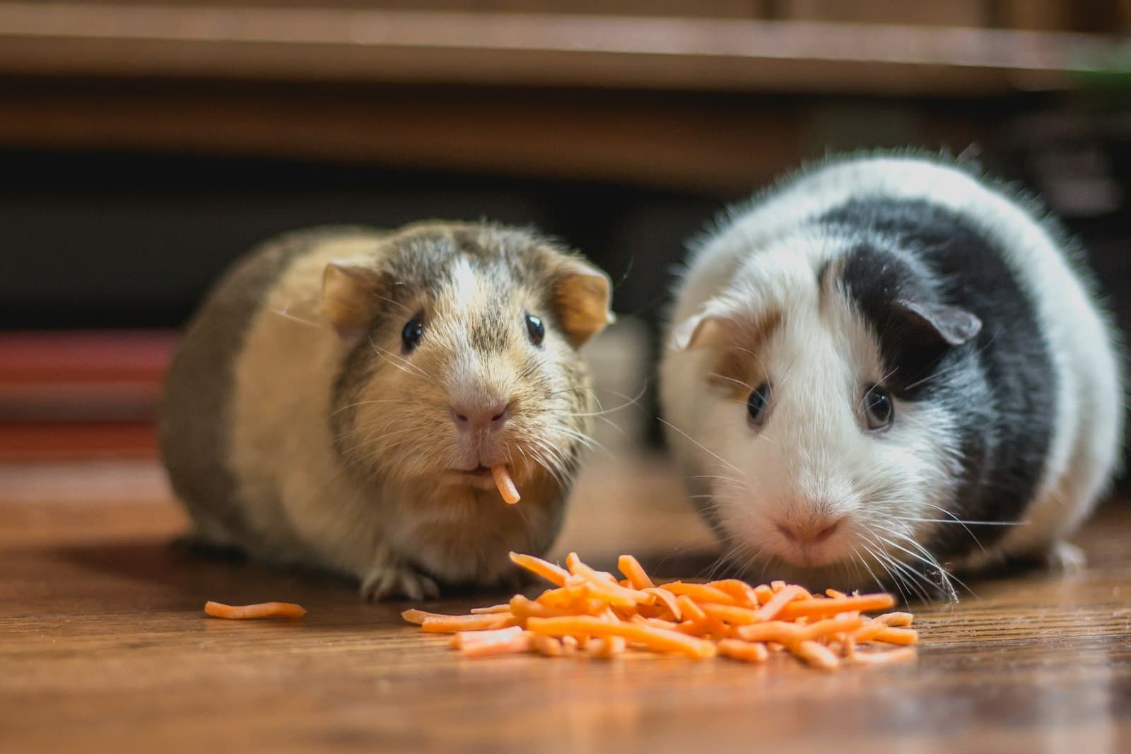 Twee cavia's eten samen geraspte wortel
