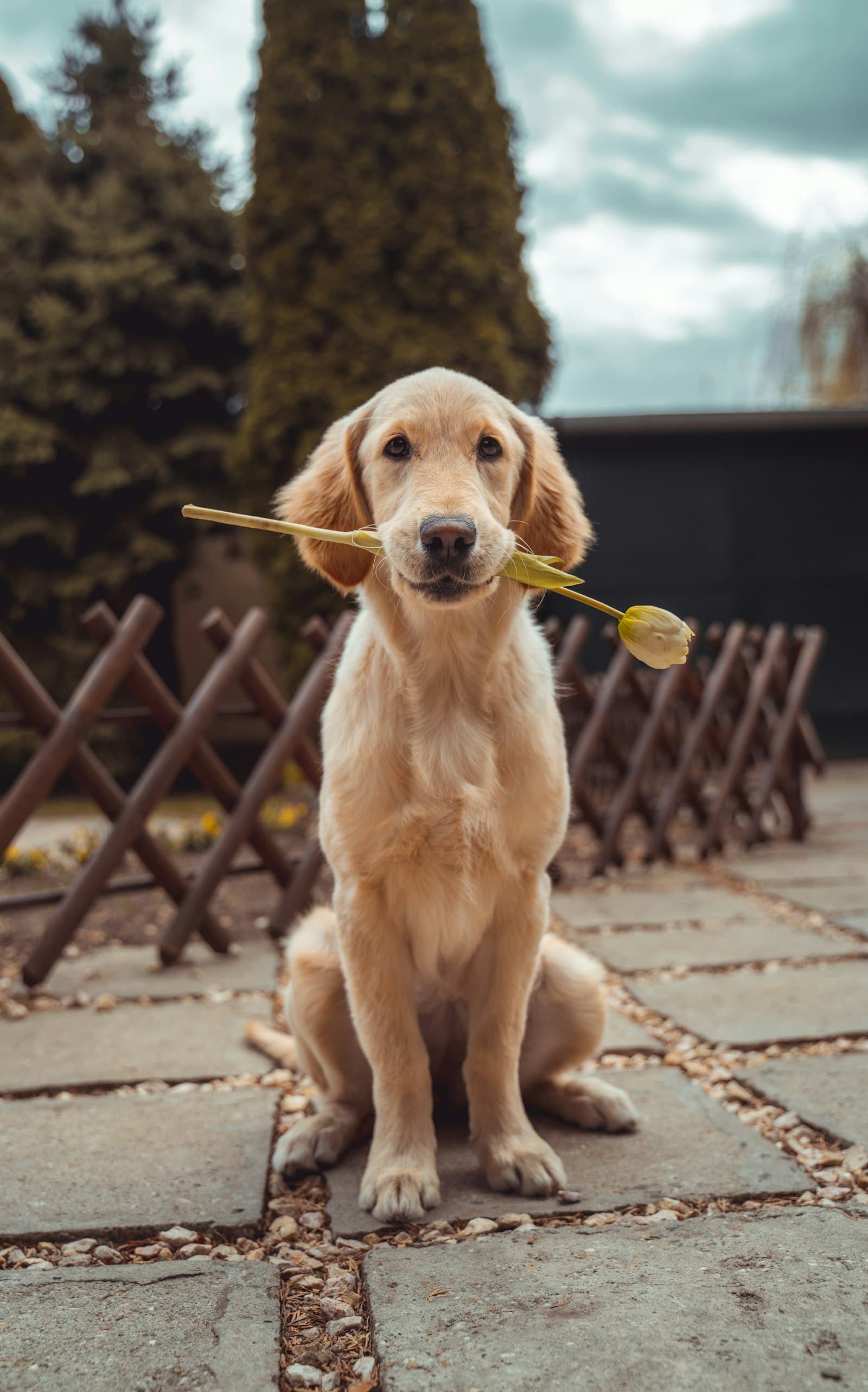 Golden retriever met een tulp in zijn bek