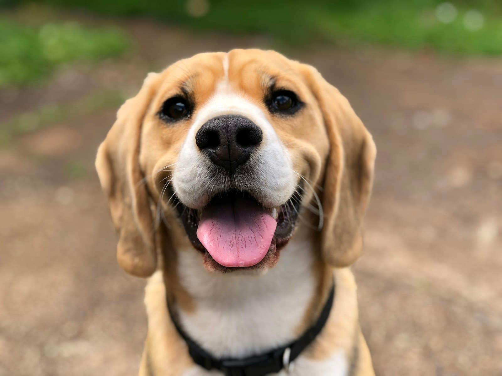 Vrolijke beagle met de tong uit de bek
