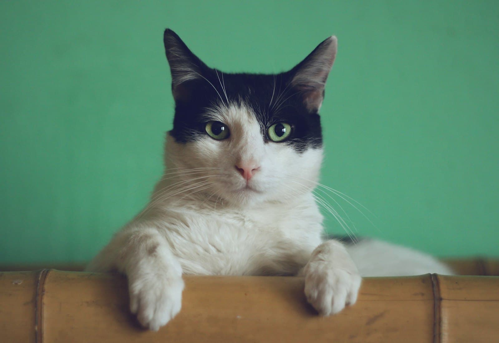 Zwart-witte kat kijkt nieuwsgierig over een randje