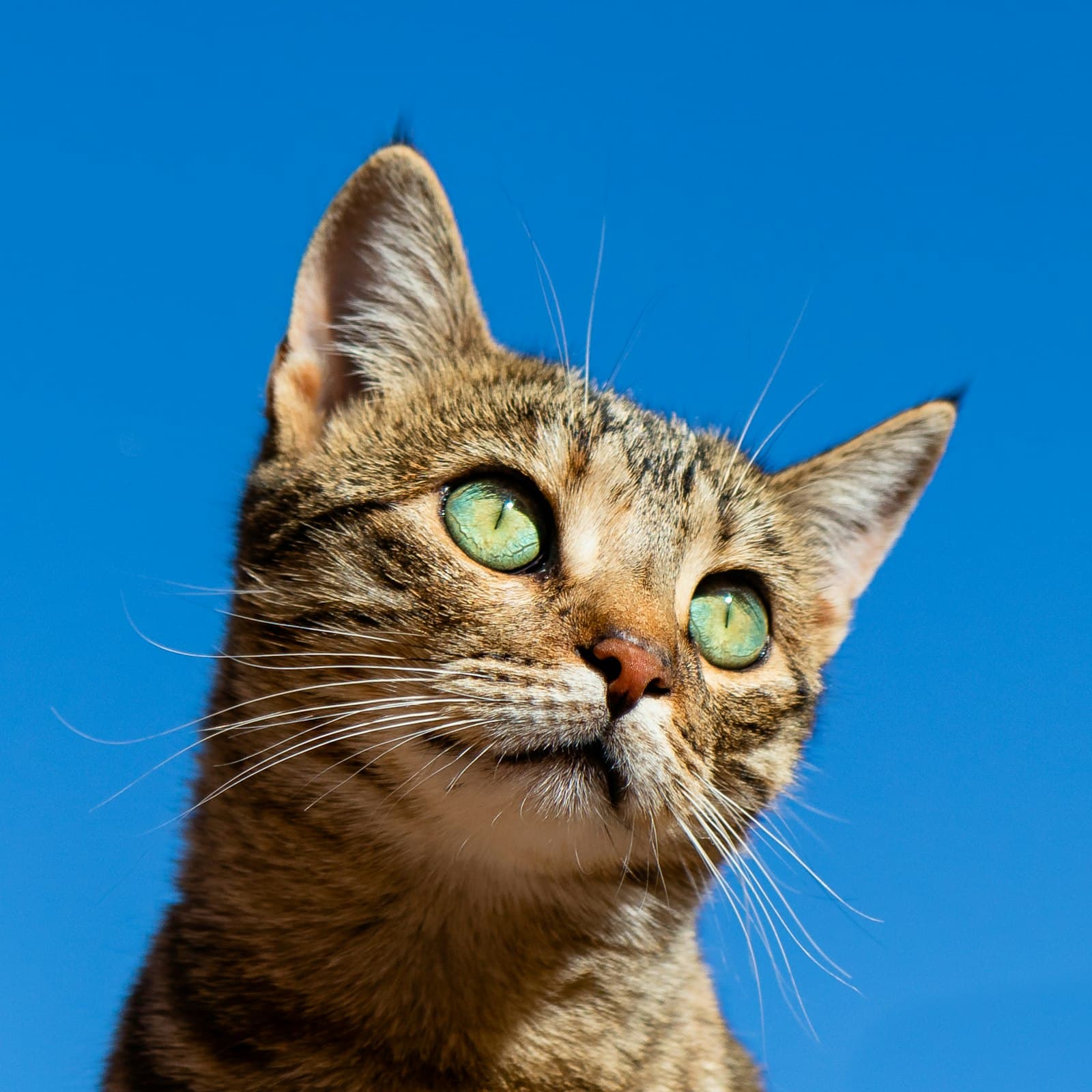 Kat met groene ogen kijkt omhoog tegen een blauwe lucht