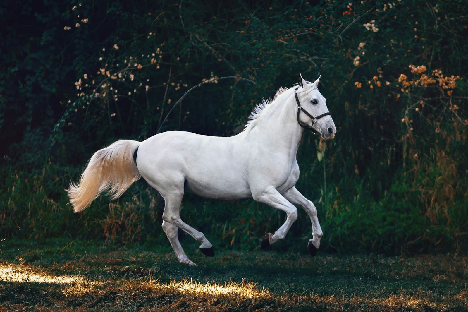 Wit paard in galop langs de bosrand