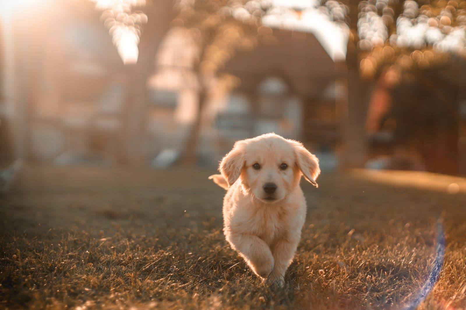 Puppy rent door het gras in de avondzon