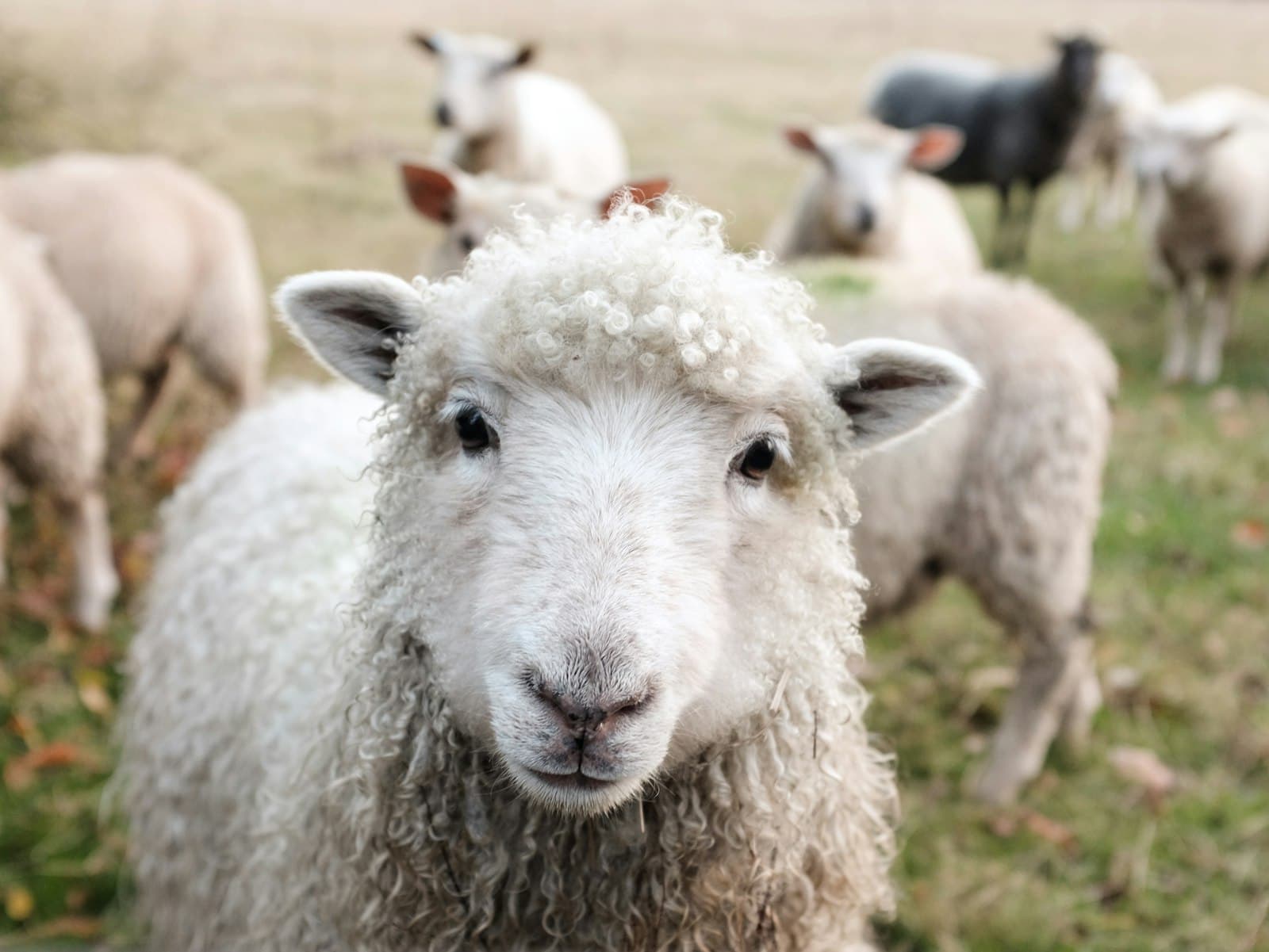 Schaap kijkt in de camera, met de kudde op de achtergrond